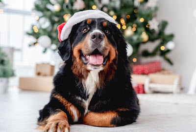 Big dog and Santa Hat