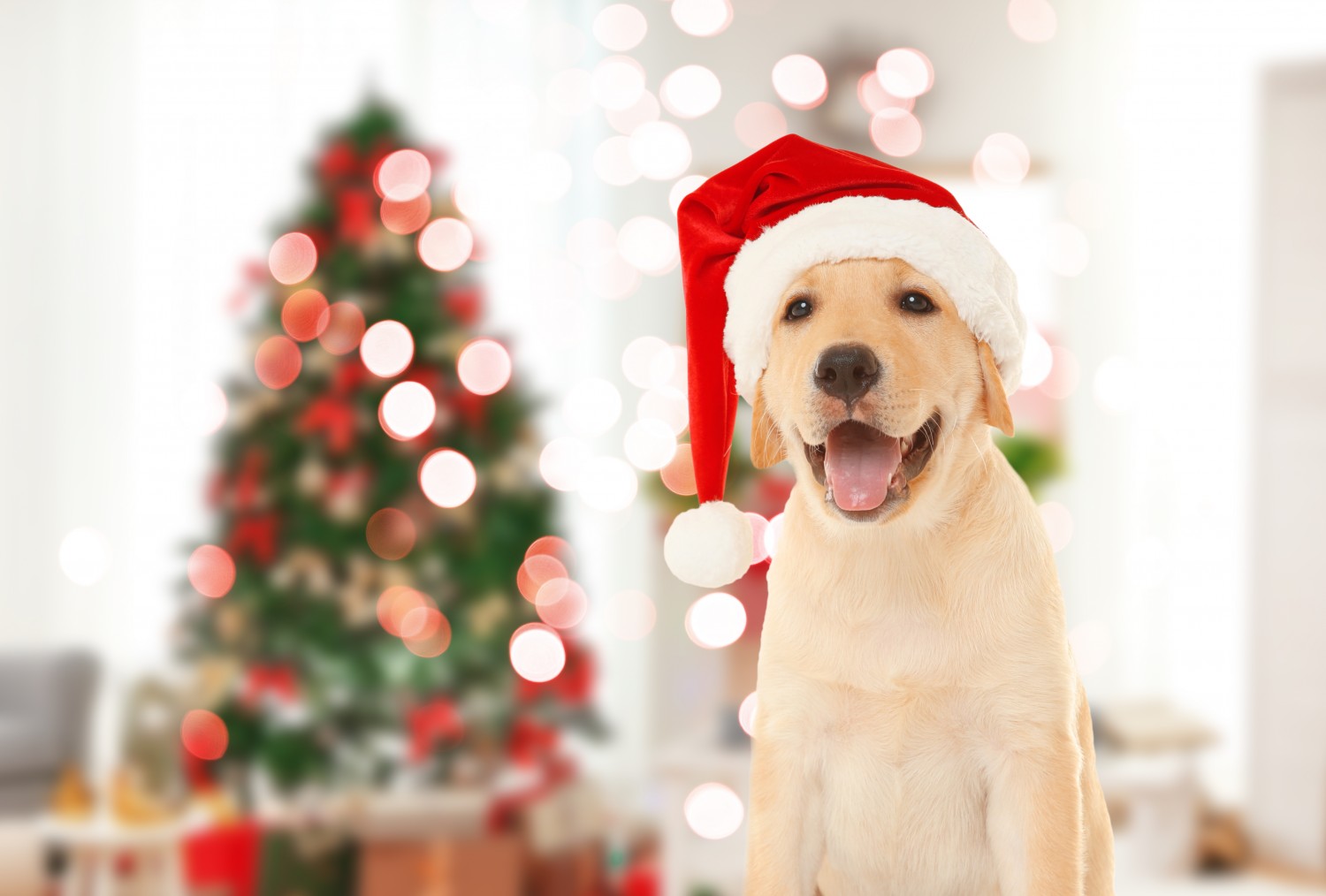 Dog and Santa hat