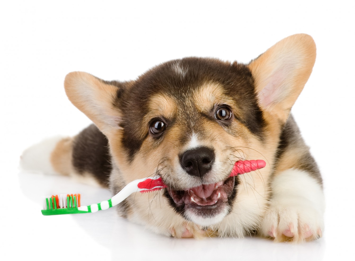 Dog and toothbrush in mouth