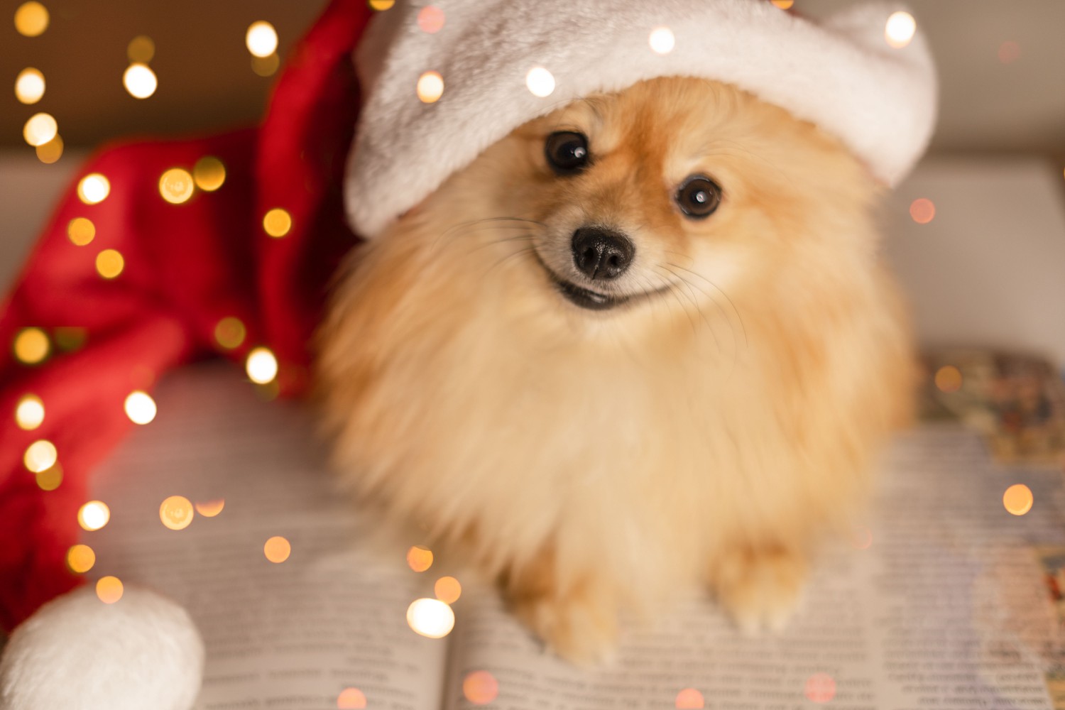 Pomeranian with hat