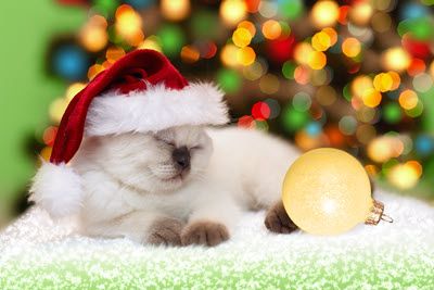 Kitten and Santa Hat